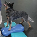 Dog training massage foot relaxation PVC massage board